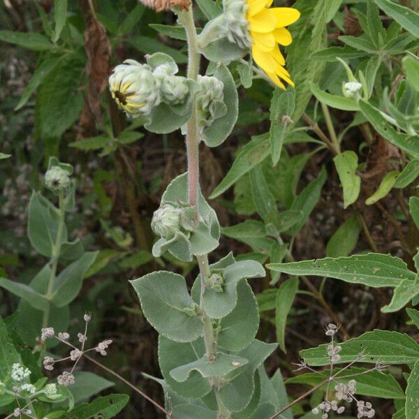 Helianthus mollis 花