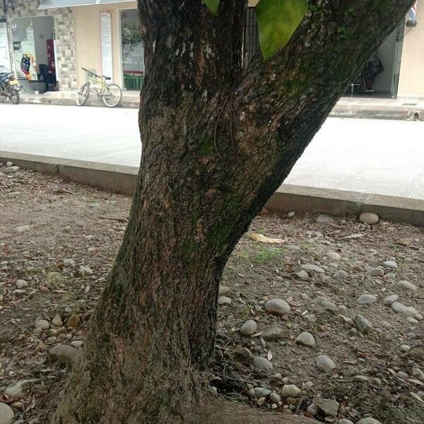 Coccoloba acuminata Lubje