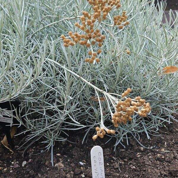 Helichrysum italicum Habit