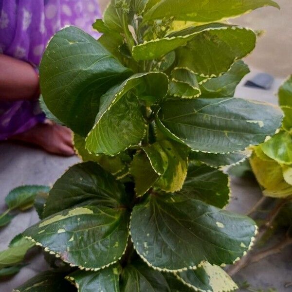 Acalypha wilkesiana 葉