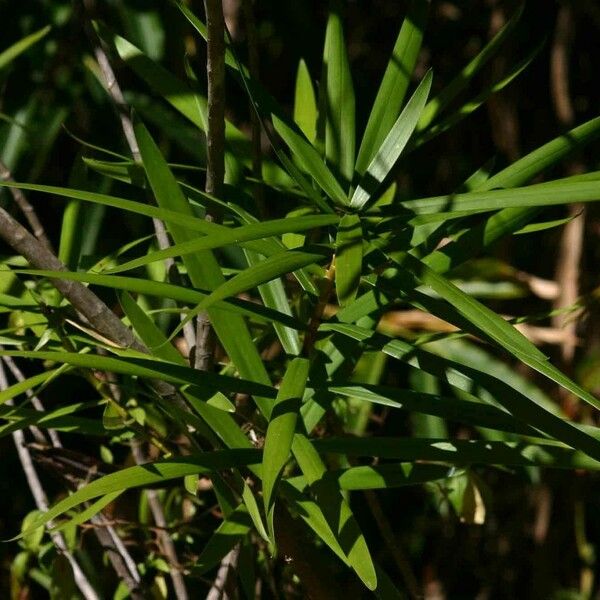 Dracaena mannii Vivejo