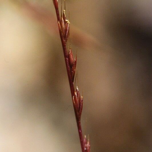 Festuca maritima Flower