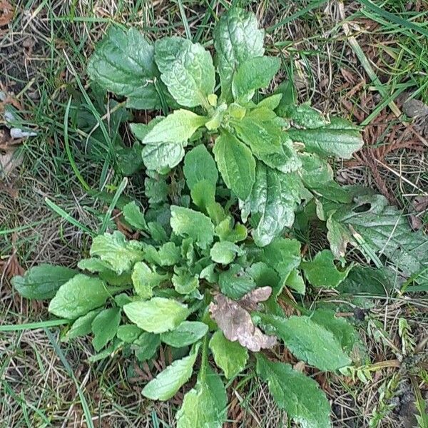 Erigeron floribundus Hoja