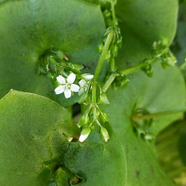 Claytonia perfoliata Blomst