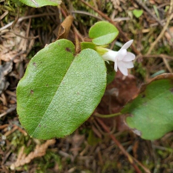 Epigaea repens Leaf