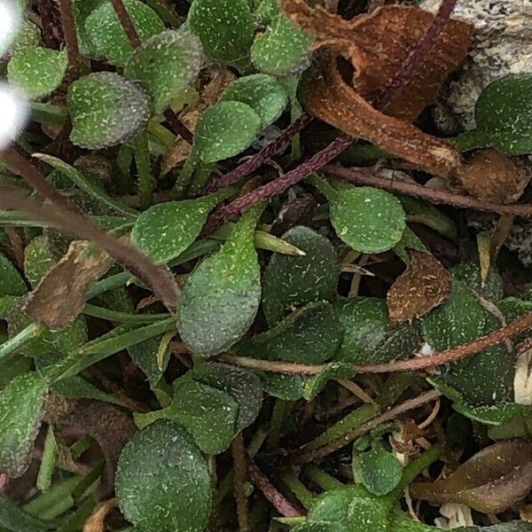 Bellium bellidioides Leaf