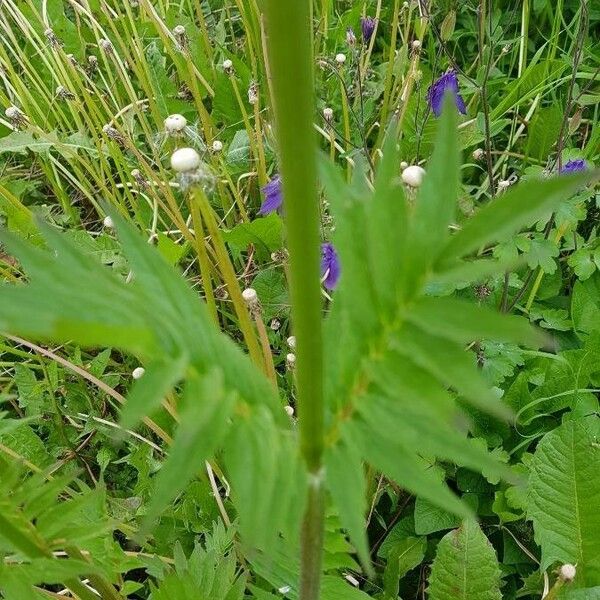 Neogaya simplex Leaf