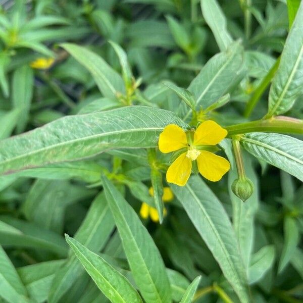 Ludwigia octovalvis Blüte