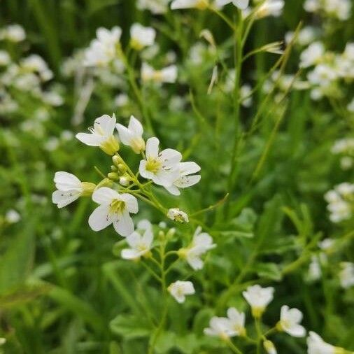 Cardamine amara പുഷ്പം