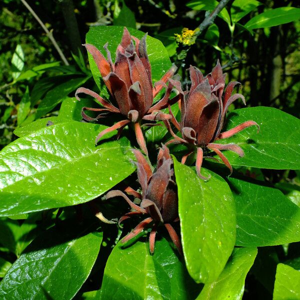 Calycanthus floridus Flors