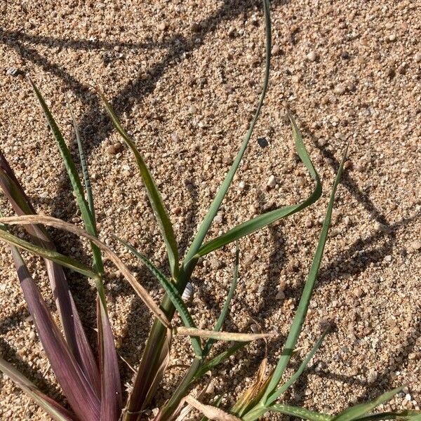 Echinochloa muricata Folha