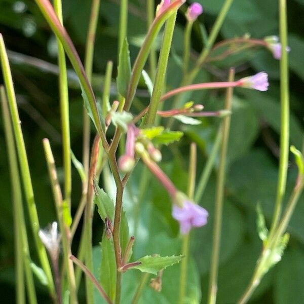 Epilobium parviflorum 形态