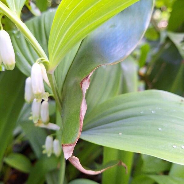 Polygonatum odoratum Кветка