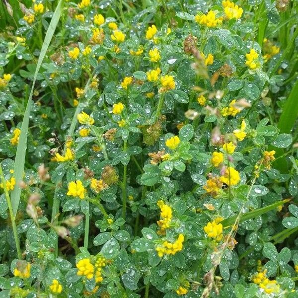 Medicago lupulina Kwiat