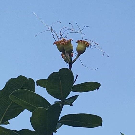 Lafoensia glyptocarpa Flor