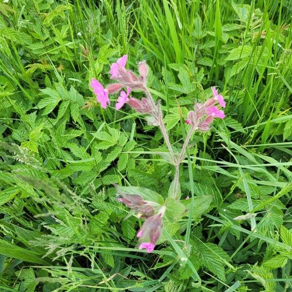 Silene dioica Flor