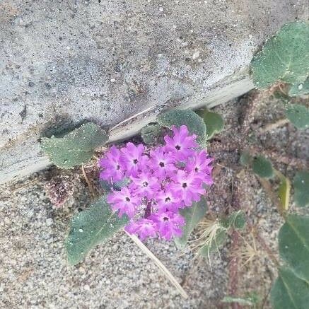 Abronia pogonantha Flower