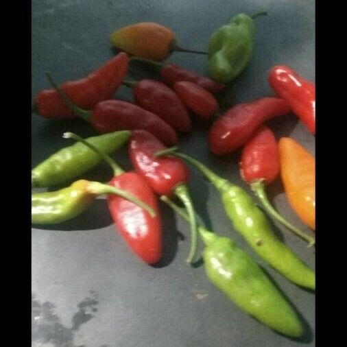 Capsicum baccatum ഫലം