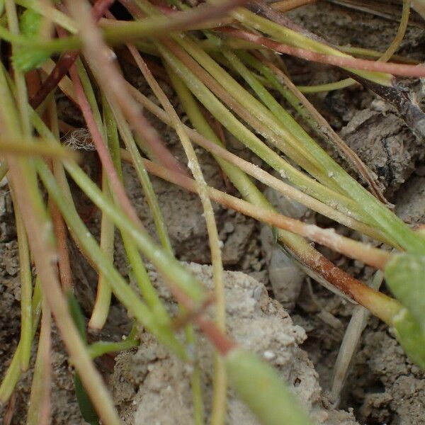 Ranunculus minimus Blad