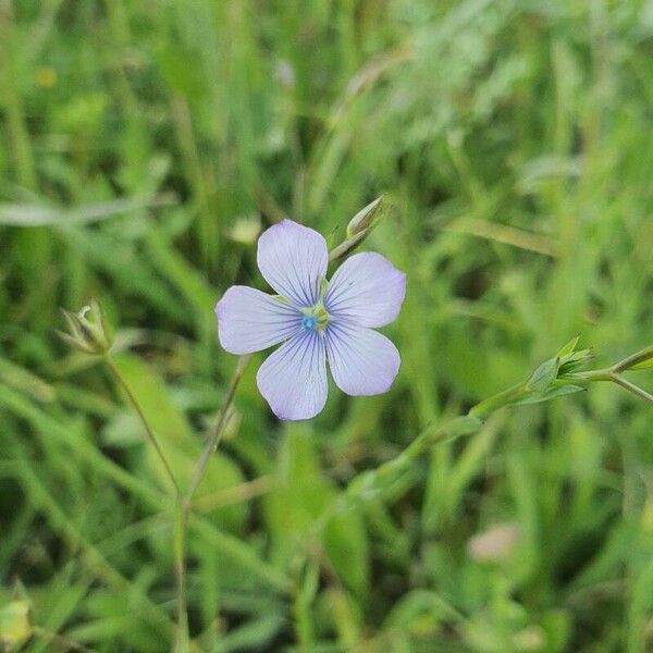 Linum bienne Flower