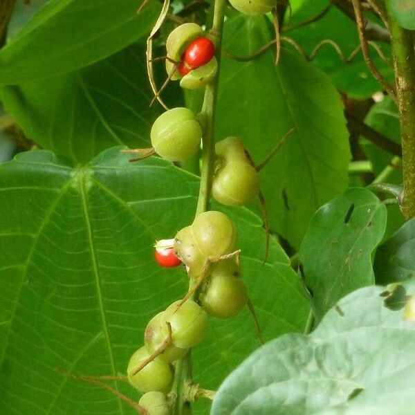 Alchornea cordifolia फल