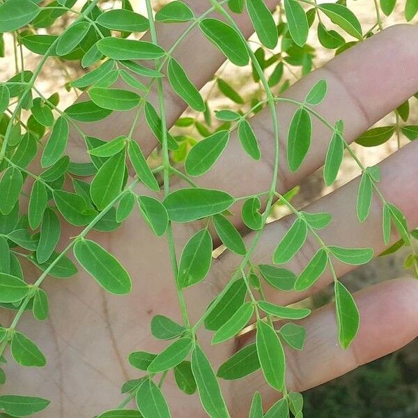 Moringa drouhardii 叶