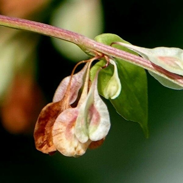 Fallopia dumetorum ᱮᱴᱟᱜ