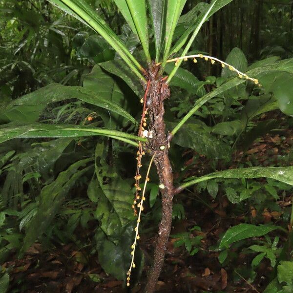 Clavija costaricana Leaf