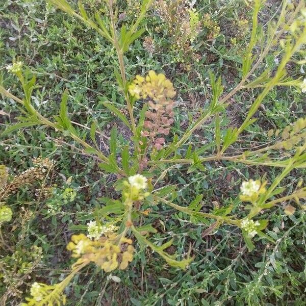 Lepidium virginicum 花