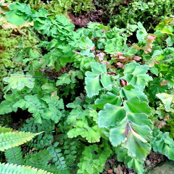 Adiantum tenerum Habit