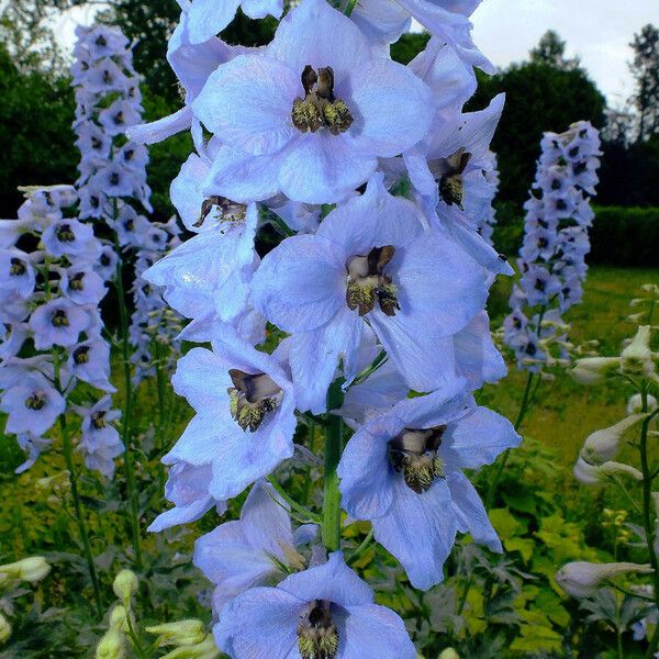 Delphinium elatum 花