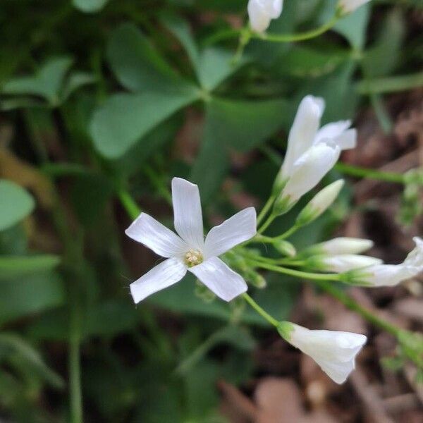 Oxalis incarnata Blodyn