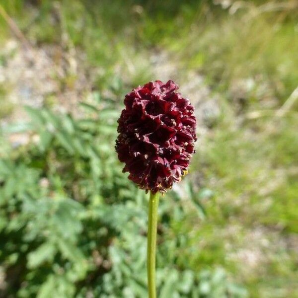 Sanguisorba officinalis Flor