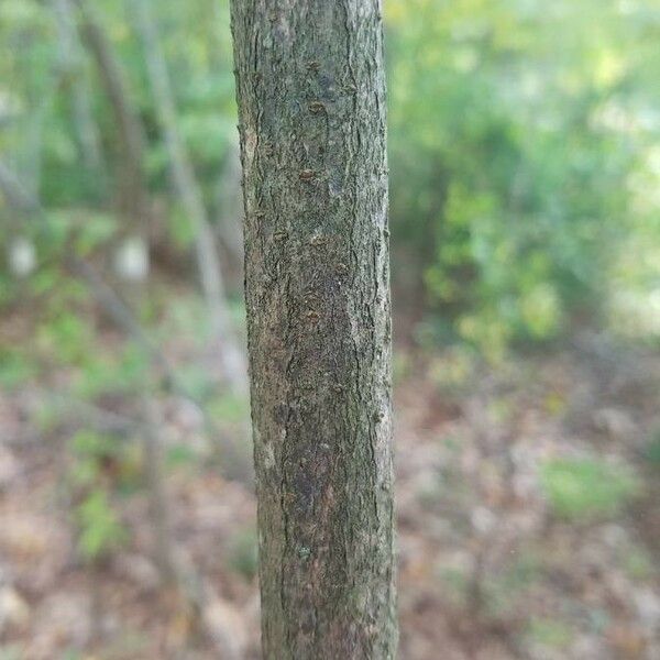 Viburnum dentatum Bark