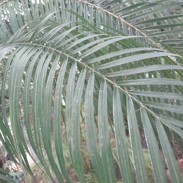 Phoenix roebelenii Leaf