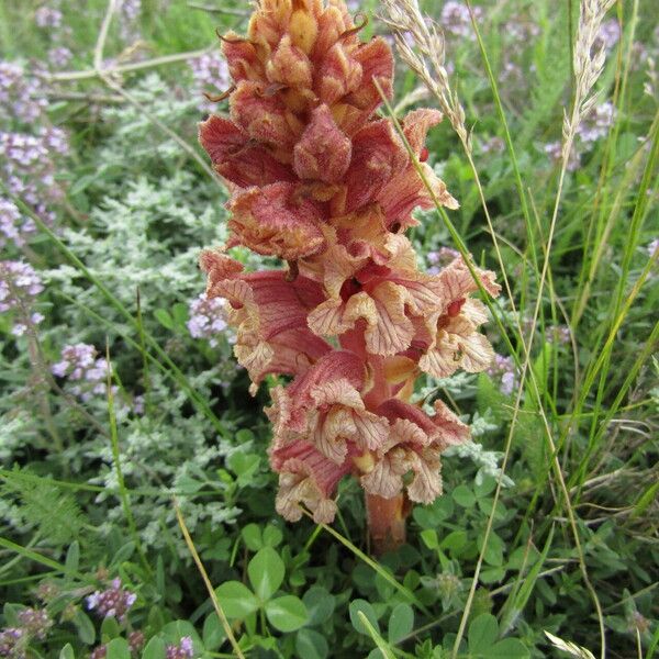 Orobanche alba Virág