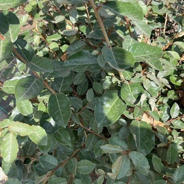 Elaeagnus macrophylla Blad