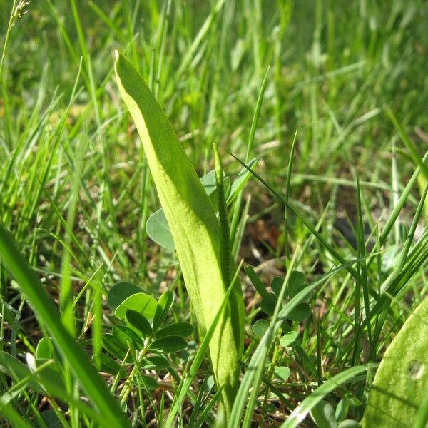 Ophioglossum vulgatum Folha