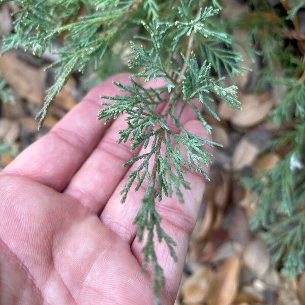 Juniperus chinensis Blatt