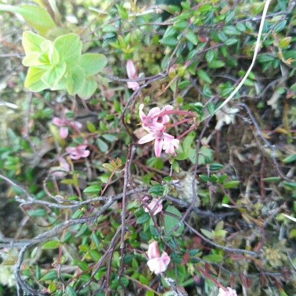 Vaccinium microcarpum Blüte