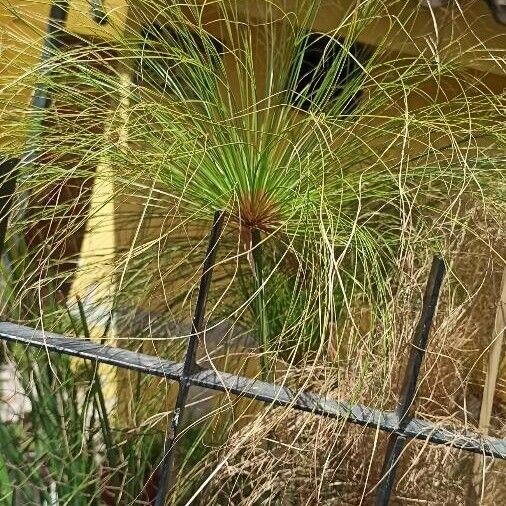 Cyperus papyrus Leaf