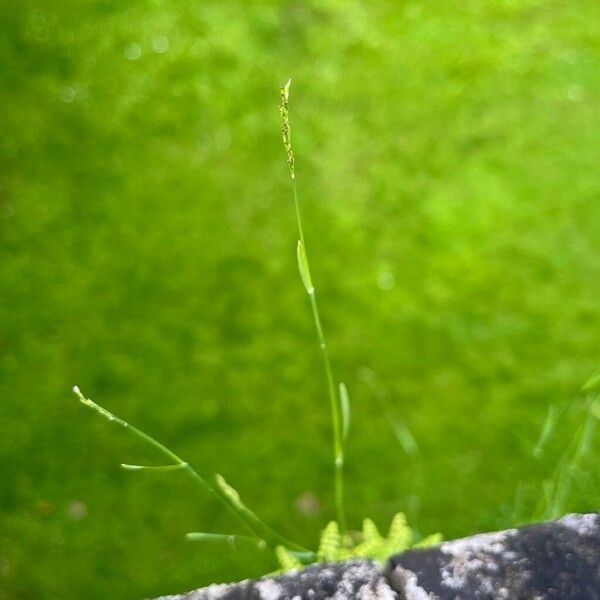 Poa compressa Habit