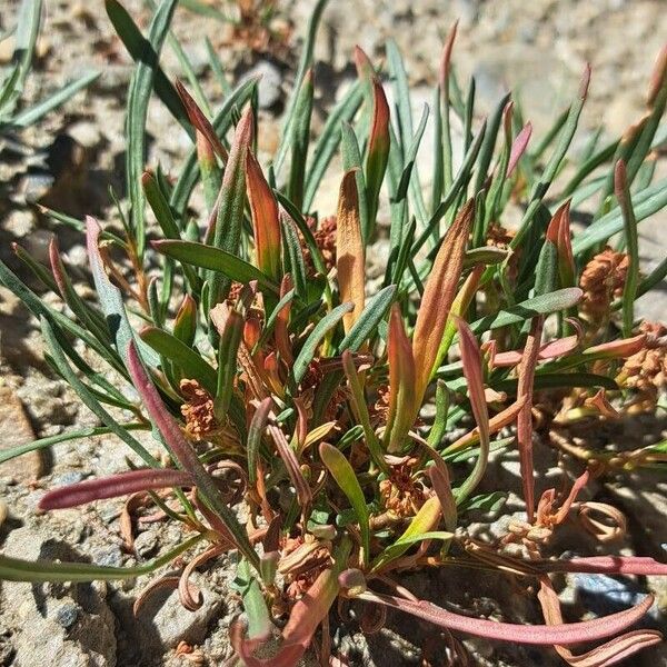 Atriplex littoralis Fuelha