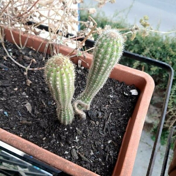 Echinopsis chamaecereus Leaf