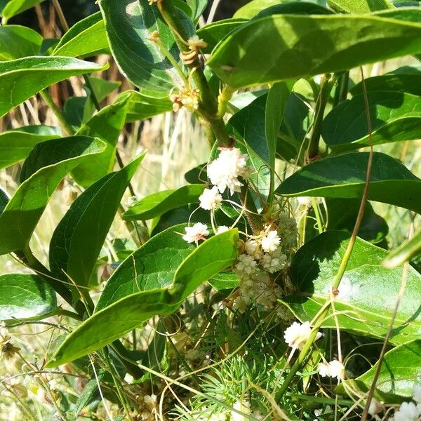 Cuscuta europaea Bark