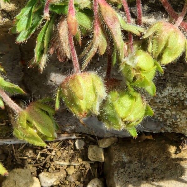 Potentilla crantzii Flower