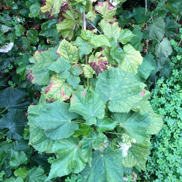 Dombeya burgessiae Φύλλο