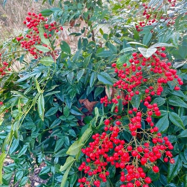 Nandina domestica Blomst