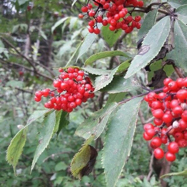 Sambucus racemosa Ffrwyth