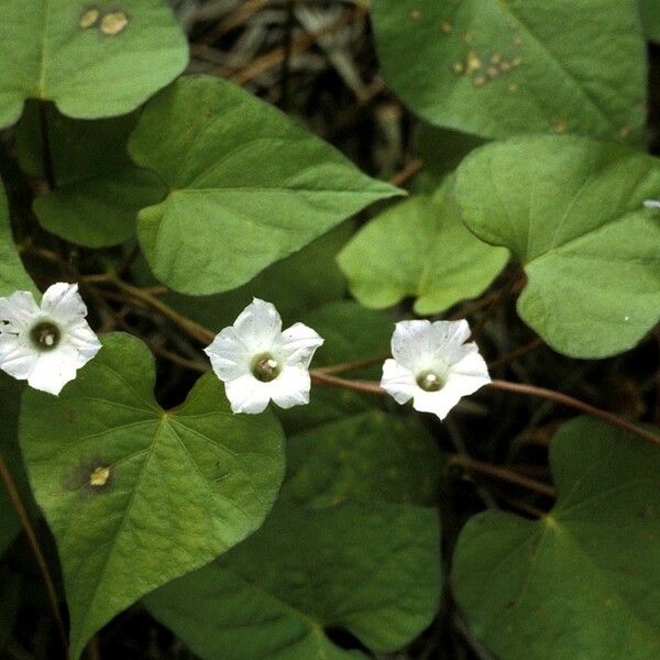 Ipomoea lacunosa ᱛᱟᱦᱮᱸ